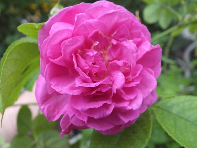  photo duftendes_zpsda2334e1.jpg